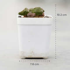 Ariocarpus godzilla coral