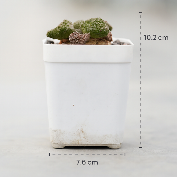 Ariocarpus godzilla coral
