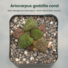Ariocarpus godzilla coral