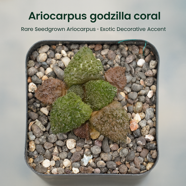 Ariocarpus godzilla coral