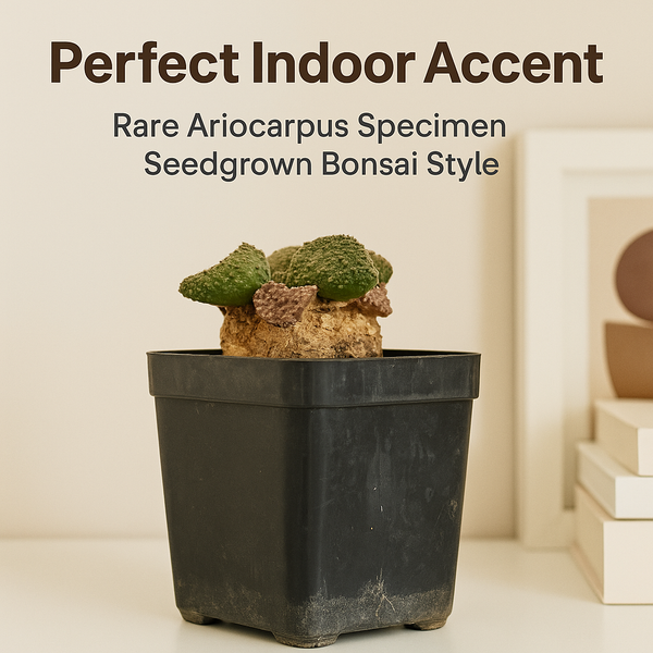 Ariocarpus godzilla coral