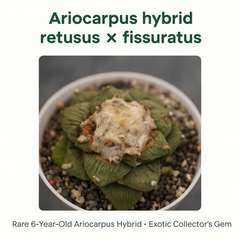 Ariocarpus hybrid retusus x fissuratus age