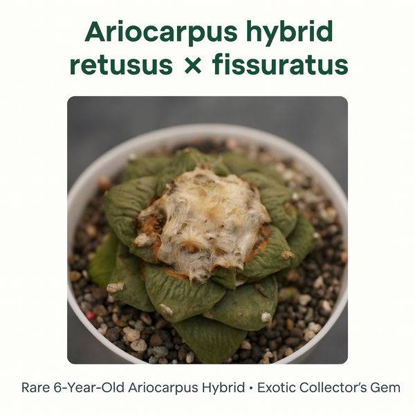 Ariocarpus hybrid retusus x fissuratus age