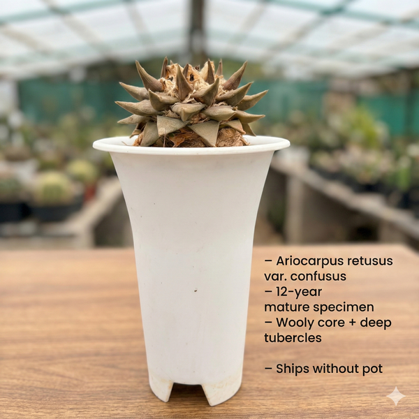 Ariocarpus reduces var confusus
