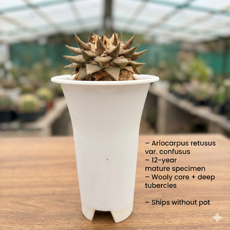 Ariocarpus reduces var confusus