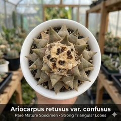 Ariocarpus reduces var confusus