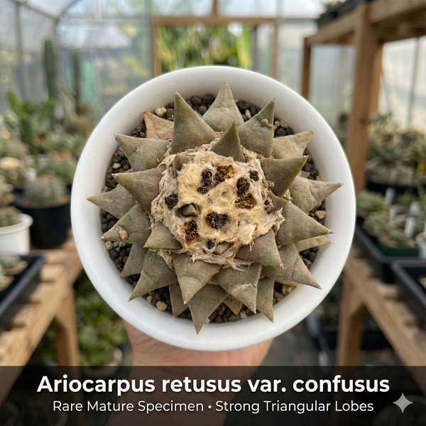 Ariocarpus reduces var confusus