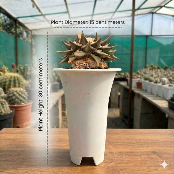 Ariocarpus reduces var confusus