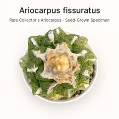 Ariocarpus fissuratus