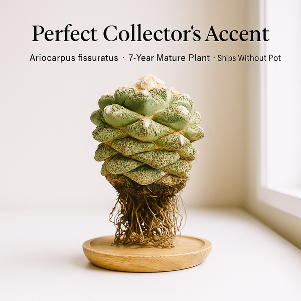 Ariocarpus fissuratus