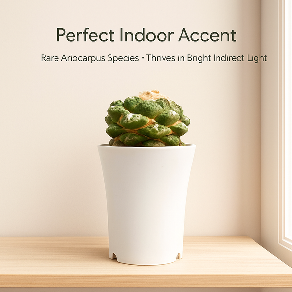 Ariocarpus fissuratus