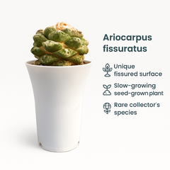 Ariocarpus fissuratus