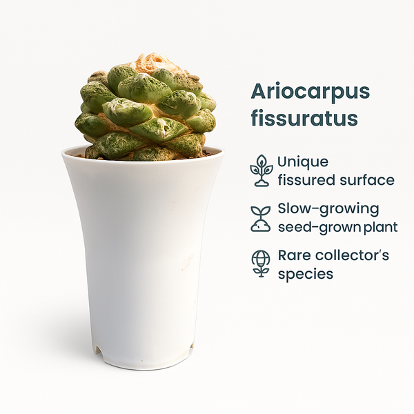 Ariocarpus fissuratus