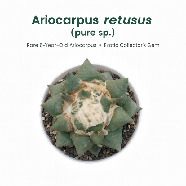 Ariocarpus reduces ( pure sp )