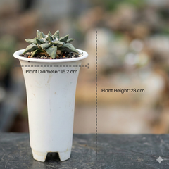 Ariocarpus retusus × cauliflower B.61