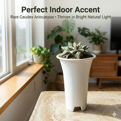 Ariocarpus retusus × cauliflower B.61