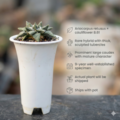 Ariocarpus retusus × cauliflower B.61