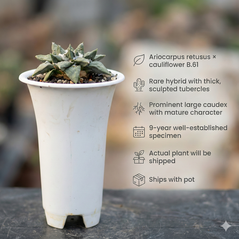 Ariocarpus retusus × cauliflower B.61