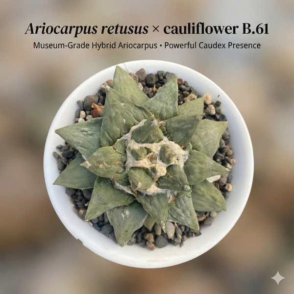 Ariocarpus retusus × cauliflower B.61