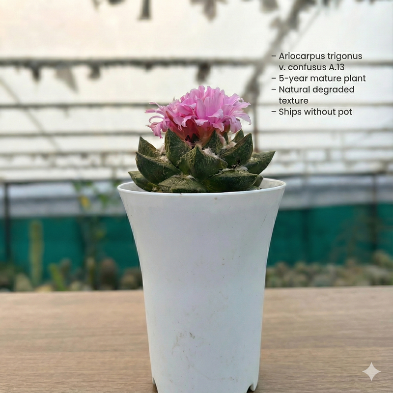 Ariocarpus trigonus v. confusus A.13