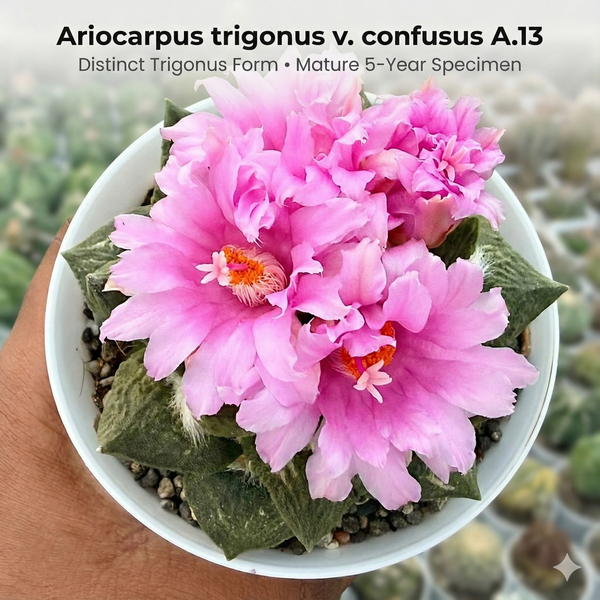 Ariocarpus trigonus v. confusus A.13