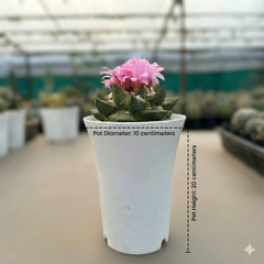 Ariocarpus trigonus v. confusus A.13