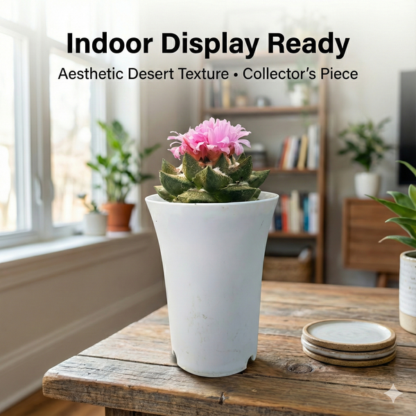 Ariocarpus trigonus v. confusus A.13