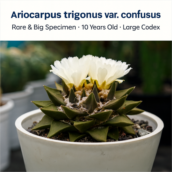 Ariocarpus trigonus var. confusus