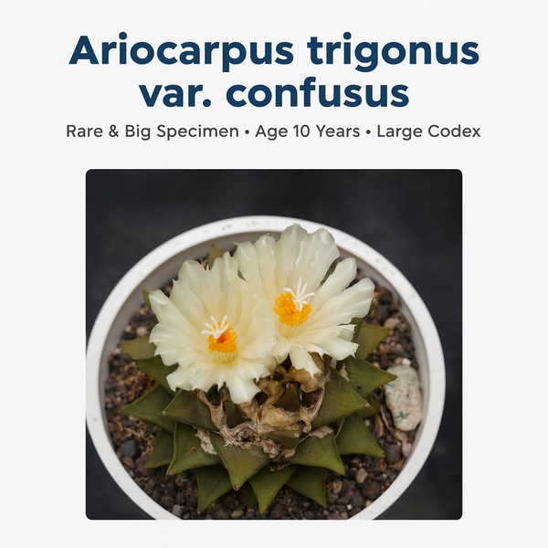 Ariocarpus trigonus var. confusus