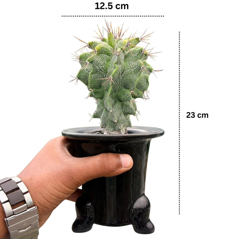 Astrobergia cv. Astrophytum sp. x Leuctenbergia