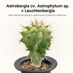 Astrobergia cv. Astrophytum sp. x Leuctenbergia