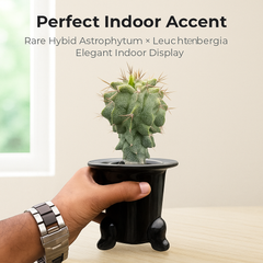 Astrobergia cv. Astrophytum sp. x Leuctenbergia