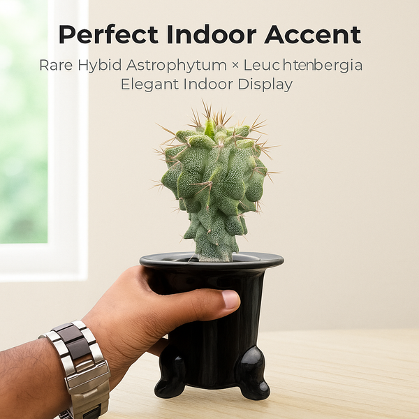 Astrobergia cv. Astrophytum sp. x Leuctenbergia