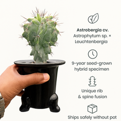 Astrobergia cv. Astrophytum sp. x Leuctenbergia