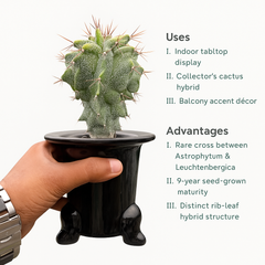 Astrobergia cv. Astrophytum sp. x Leuctenbergia