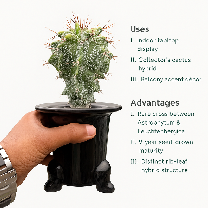 Astrobergia cv. Astrophytum sp. x Leuctenbergia