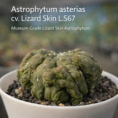 Astrophytum Asterias cv lizard skin L.S67