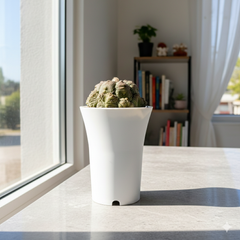 Astrophytum Asterias cv lizard skin L.S67