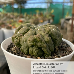 Astrophytum Asterias cv lizard skin L.S67
