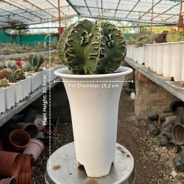 Astrophytum Nudum multicostatum cv. Hakujo Fukuryu F.617