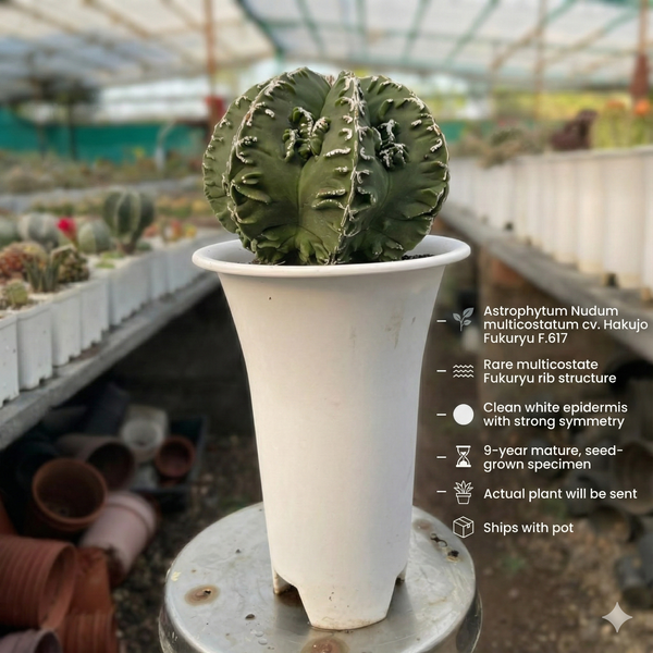 Astrophytum Nudum multicostatum cv. Hakujo Fukuryu F.617