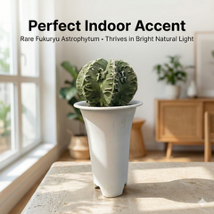 Astrophytum Nudum multicostatum cv. Hakujo Fukuryu F.617