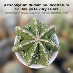 Astrophytum Nudum multicostatum cv. Hakujo Fukuryu F.617