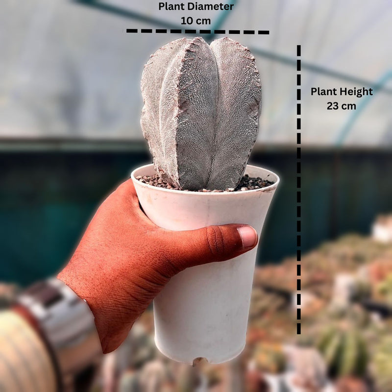 Astrophytum onzuka V-type