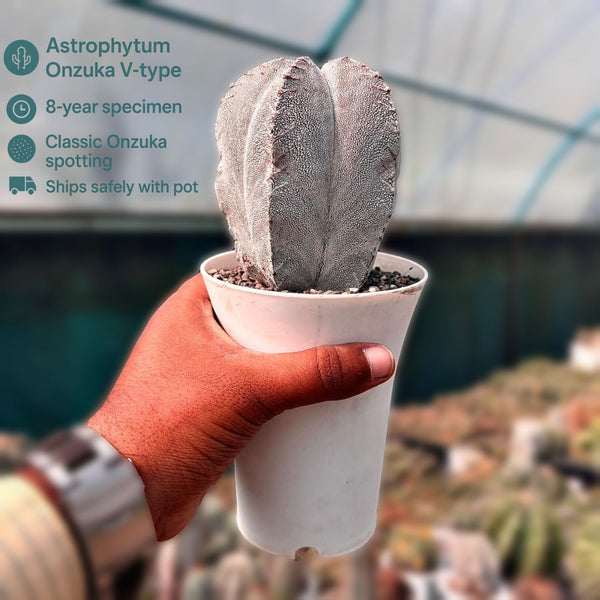 Astrophytum onzuka V-type