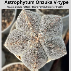 Astrophytum onzuka V-type
