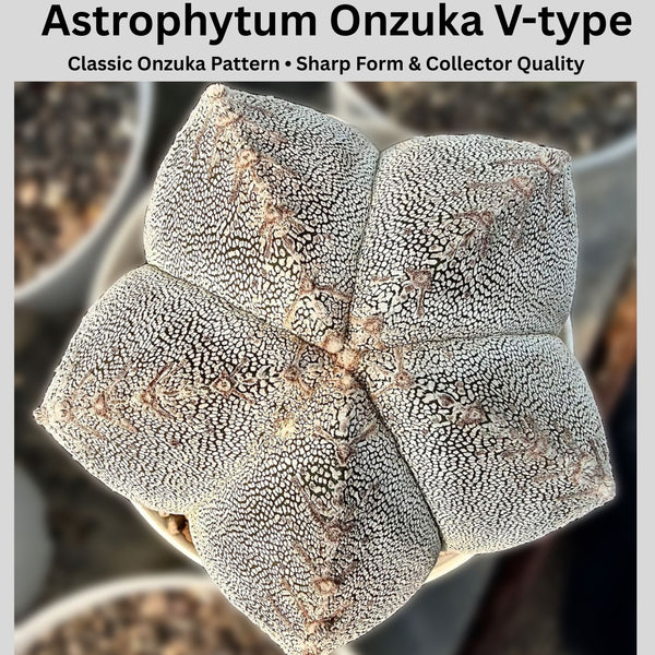 Astrophytum onzuka V-type