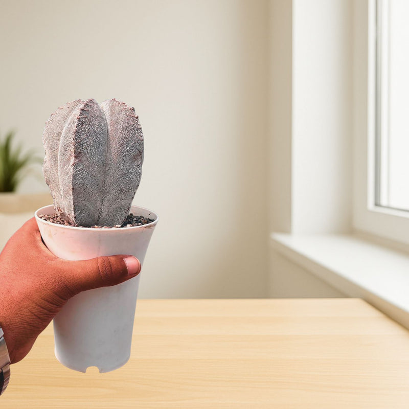 Astrophytum onzuka V-type