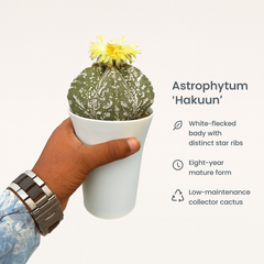 Astrophytum Hakuun