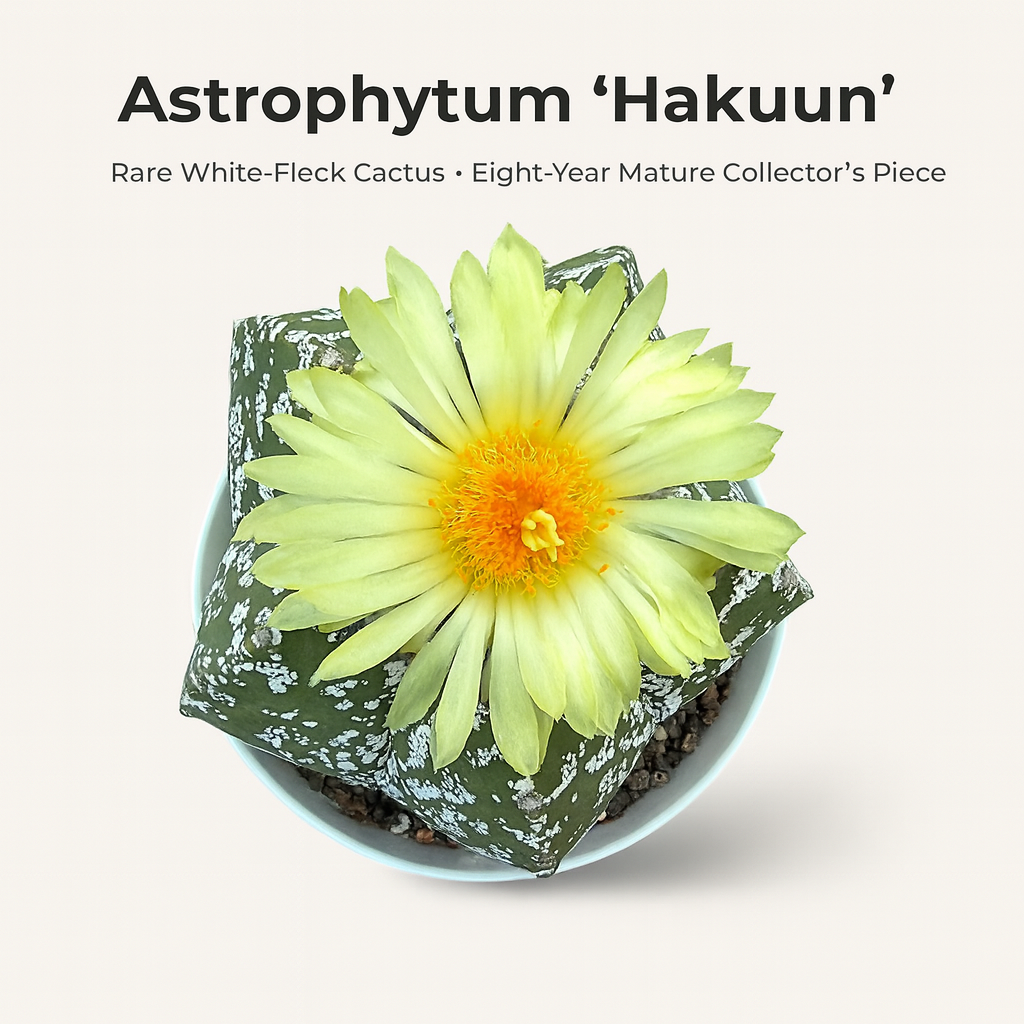 Astrophytum Hakuun – Samarth Cactus Nursery